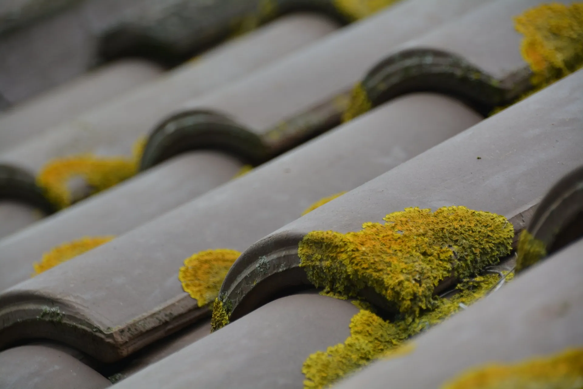 Nettoyage-démoussage toiture Angers couvreur